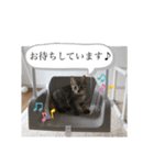 ツナスタンプ 敬語（個別スタンプ：31）