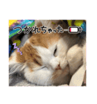 長脚マンチカンと立ち耳スコティッシュ（個別スタンプ：9）