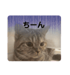長脚マンチカンと立ち耳スコティッシュ（個別スタンプ：10）