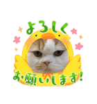 長脚マンチカンと立ち耳スコティッシュ（個別スタンプ：11）