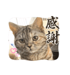 長脚マンチカンと立ち耳スコティッシュ（個別スタンプ：14）