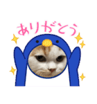 長脚マンチカンと立ち耳スコティッシュ（個別スタンプ：17）