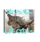 長脚マンチカンと立ち耳スコティッシュ（個別スタンプ：18）