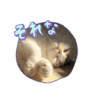 長脚マンチカンと立ち耳スコティッシュ（個別スタンプ：19）