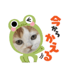 長脚マンチカンと立ち耳スコティッシュ（個別スタンプ：29）
