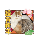 長脚マンチカンと立ち耳スコティッシュ（個別スタンプ：33）