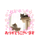 長脚マンチカンと立ち耳スコティッシュ（個別スタンプ：34）