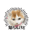 長脚マンチカンと立ち耳スコティッシュ（個別スタンプ：35）