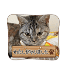 長脚マンチカンと立ち耳スコティッシュ（個別スタンプ：38）