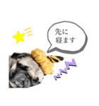 ぱぐぞうlife（個別スタンプ：16）