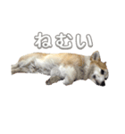 コーギー犬 チャーさん（個別スタンプ：1）