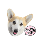 コーギー犬 チャーさん（個別スタンプ：2）