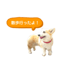 コーギー犬 チャーさん（個別スタンプ：3）