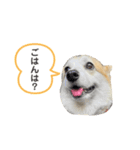 コーギー犬 チャーさん（個別スタンプ：4）