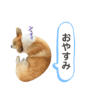 コーギー犬 チャーさん（個別スタンプ：6）