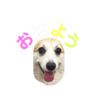 コーギー犬 チャーさん（個別スタンプ：7）