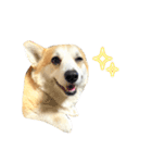 コーギー犬 チャーさん（個別スタンプ：8）