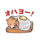 柴犬のコタロー・関西弁スタンプ（個別スタンプ：1）