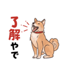 柴犬のコタロー・関西弁スタンプ（個別スタンプ：3）