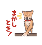 柴犬のコタロー・関西弁スタンプ（個別スタンプ：8）