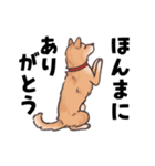 柴犬のコタロー・関西弁スタンプ（個別スタンプ：11）