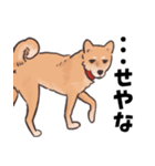柴犬のコタロー・関西弁スタンプ（個別スタンプ：15）
