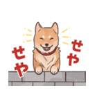 柴犬のコタロー・関西弁スタンプ（個別スタンプ：16）