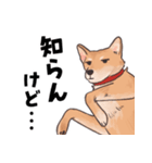 柴犬のコタロー・関西弁スタンプ（個別スタンプ：19）