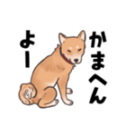 柴犬のコタロー・関西弁スタンプ（個別スタンプ：21）