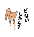 柴犬のコタロー・関西弁スタンプ（個別スタンプ：22）