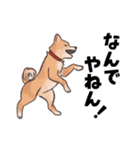柴犬のコタロー・関西弁スタンプ（個別スタンプ：24）