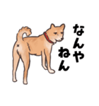 柴犬のコタロー・関西弁スタンプ（個別スタンプ：25）