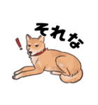 柴犬のコタロー・関西弁スタンプ（個別スタンプ：27）
