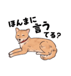 柴犬のコタロー・関西弁スタンプ（個別スタンプ：28）