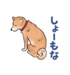 柴犬のコタロー・関西弁スタンプ（個別スタンプ：31）
