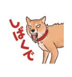 柴犬のコタロー・関西弁スタンプ（個別スタンプ：35）