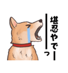 柴犬のコタロー・関西弁スタンプ（個別スタンプ：37）