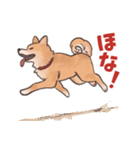 柴犬のコタロー・関西弁スタンプ（個別スタンプ：40）