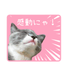 白玉ねこの、ぼくういくん！超子猫日常ver（個別スタンプ：11）