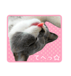 白玉ねこの、ぼくういくん！超子猫日常ver（個別スタンプ：21）