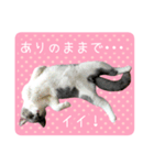 白玉ねこの、ぼくういくん！超子猫日常ver（個別スタンプ：26）