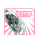 白玉ねこの、ぼくういくん！超子猫日常ver（個別スタンプ：32）