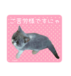 白玉ねこの、ぼくういくん！超子猫日常ver（個別スタンプ：33）