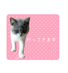 白玉ねこの、ぼくういくん！超子猫日常ver（個別スタンプ：38）