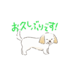 ハーフ犬 ラテちゃんです（個別スタンプ：6）