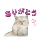 もこのかわいいスタンプ集（個別スタンプ：1）