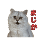 もこのかわいいスタンプ集（個別スタンプ：4）