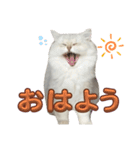 もこのかわいいスタンプ集（個別スタンプ：7）