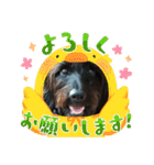 ミニチュアダックス♡カニンヘン犬の日40（個別スタンプ：6）