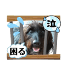 ミニチュアダックス♡カニンヘン犬の日40（個別スタンプ：12）